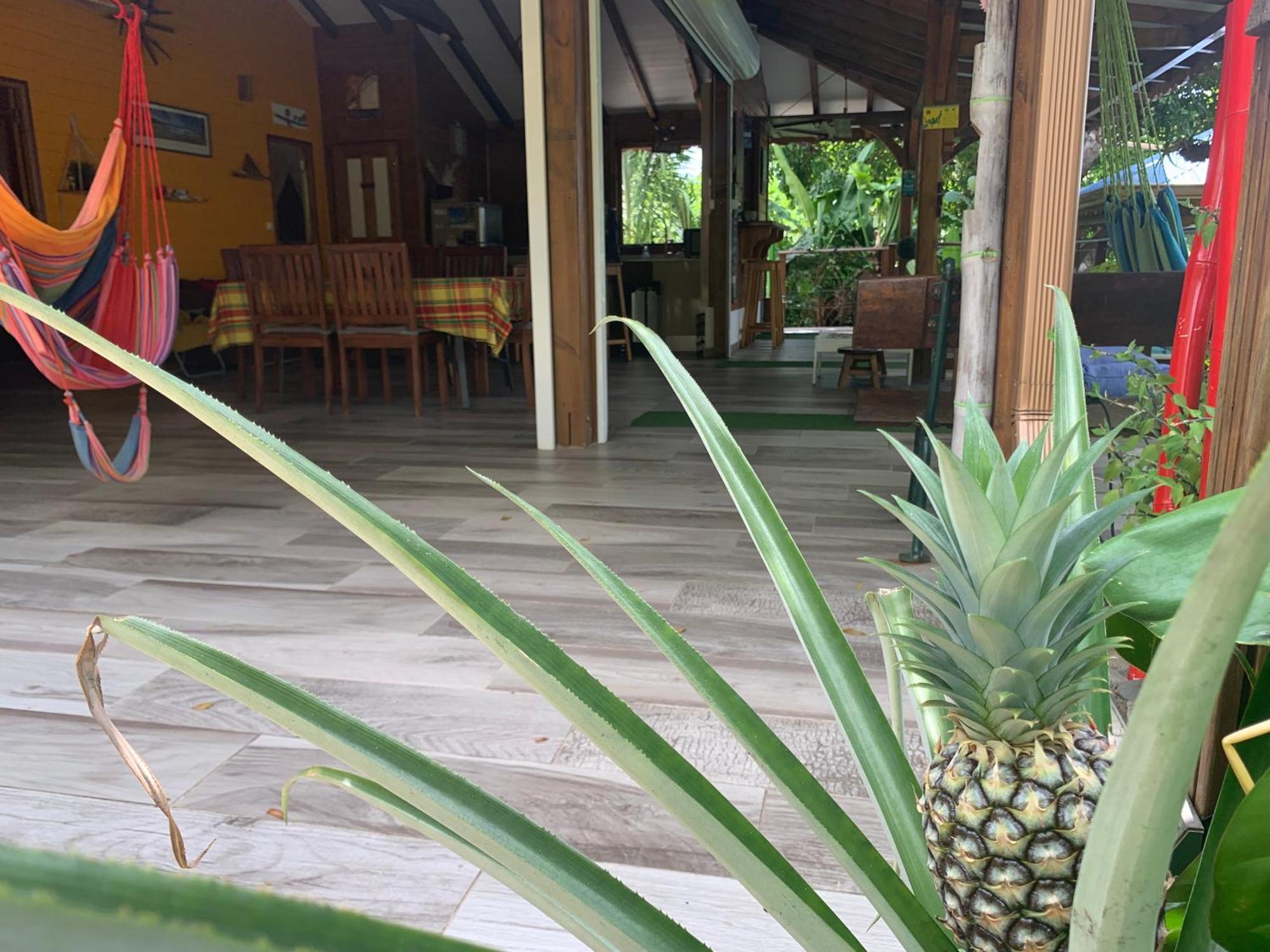 Les Ilets Caraibes Vue Mer Bouillante Eksteriør bilde